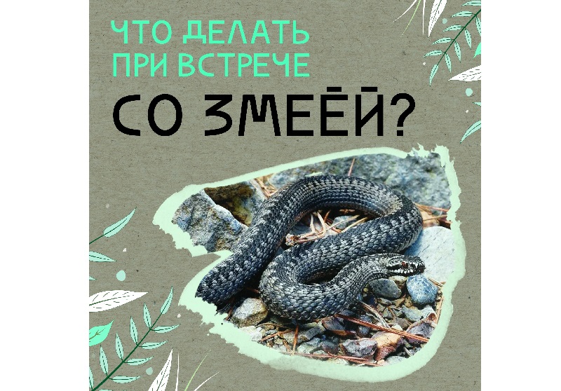 Внимание: змеи в городе!.