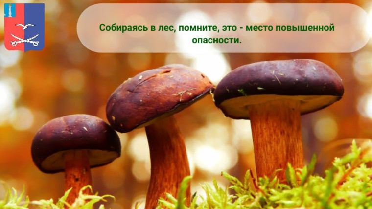 Собираясь в лес, помните, это — место повышенной опасности!. Собираясь в лес, помните, это — место повышенной опасности!.