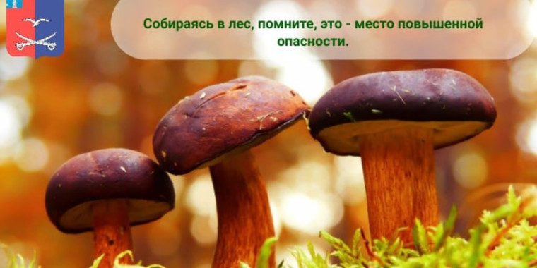 Правила поведения в лесу. Правила сбора грибов.. Правила поведения в лесу. Правила сбора грибов..